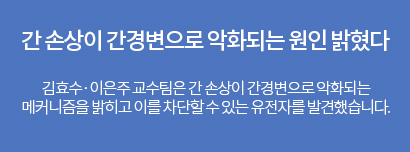 간 손상이 가경병으로 악화되는 원인 밝혔다. 김효수,이은주 교수팀은 간 손상이 간경변으로 악화되는 메커니즘을 밝히고 이를 차단할 수 있는 유저낮를 발견했습니다.