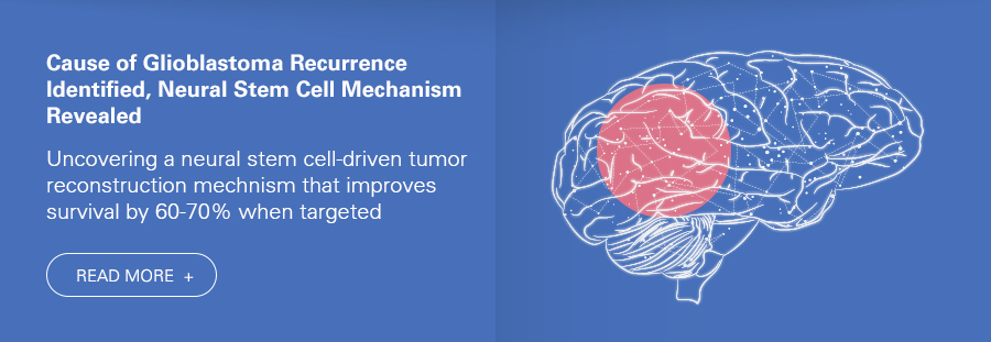 Glioblastoma recurrence mechanism discovered. Neural stem cell targeting boosts survival. READ MORE