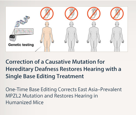 Correction of a Causative Mutation for Hereditary Deafness Restores Hearing with a Single Base Editing Treatment  One-Time Base Editing Corrects East Asia&ndash;Prevalent MPZL2 Mutation and Restores Hearing in Humanized Mice  READ MORE 