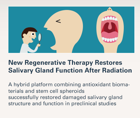 New Regenerative Therapy Restores Salivary Gland Function After Radiation  A hybrid platform combining antioxidant biomaterials and stem cell spheroids successfully restored damaged salivary gland structure and function in preclinical studies