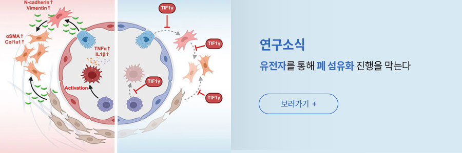 [연구소식] 유전자를 통해 폐 섬유화 진행을 막는다